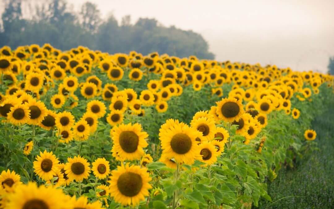 Filed of Sunflowers